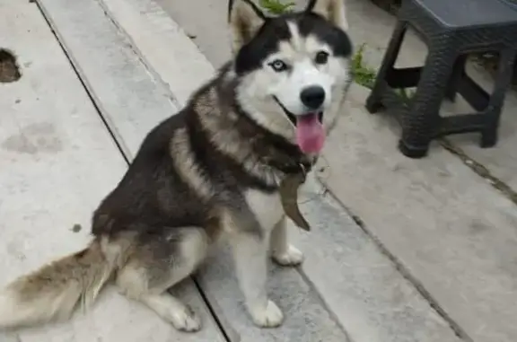 Пропала собака Хаски в Гатчине, Новопролетарский переулок