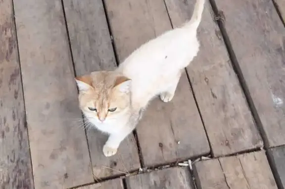 Найдена кошка в поселении Московский, Москва