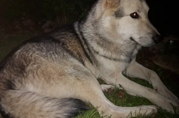 Найдена собака: ласковая и бездомная на Подгорной улице, Петровское