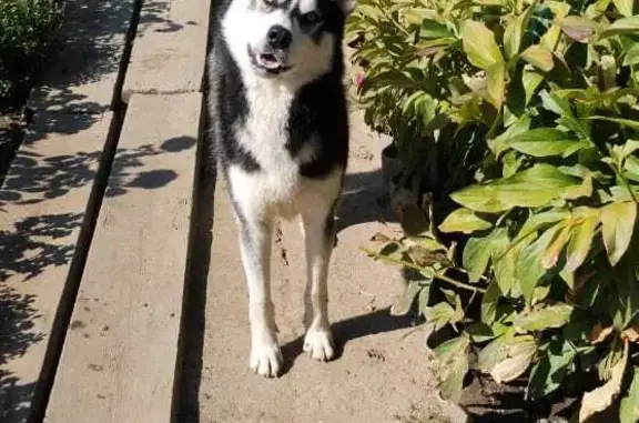 Найдена собака: Хаски, ул. 39-й Гвардейской, 18А, Волгоград