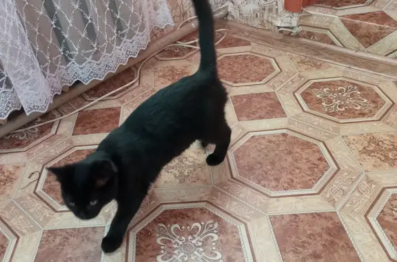 Пропала кошка в Клинцах, ул. Дзержинского