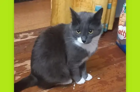 Пропала кошка в Федино, Московская область