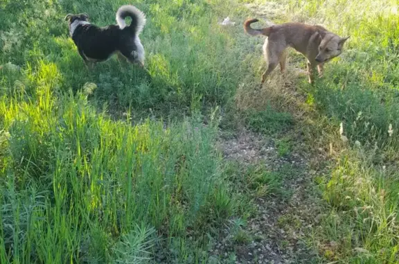 Собаки потеряшки, Волгоград, фото: Потеряшка собака на Краснополянская-Колпинская, Волгоград