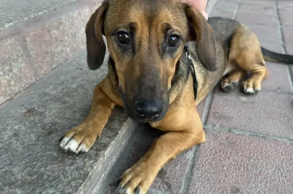Собака найдена у ресторана Ереван, ул. Кирова, 42, Пенза