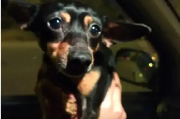 Собака с ошейником и купированным хвостом найдена в Хабаровском крае