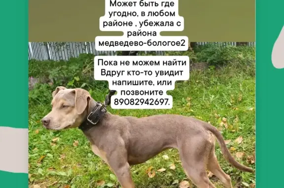 Пропала собака: лиловый окрас, возраст 9 мес., ул. Кирова 13, Бологое