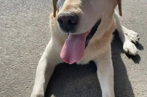 Собака Лабрадор найдена на ул. Достоевского, Краснодар