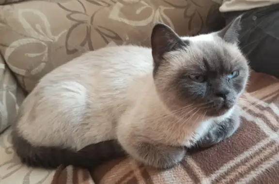 Найдена кошка на ул. Красной-ул. Чекистов, Калининград
