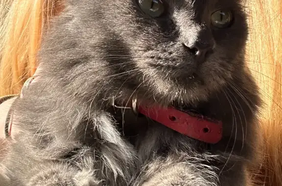 Пропала кошка: серый кот с ошейником, Тюмень, ул. Ставропольская, 138