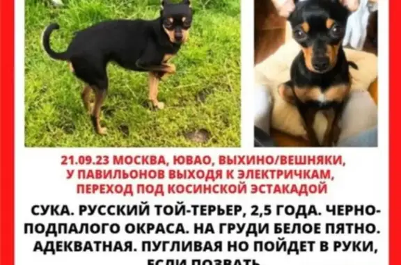 Пропала собака Ника: Рязанский пр-т (дублер), 30 к2, Москва