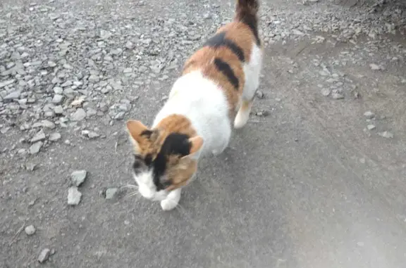 Найдена трёхцветная кошка в Петрозаводске