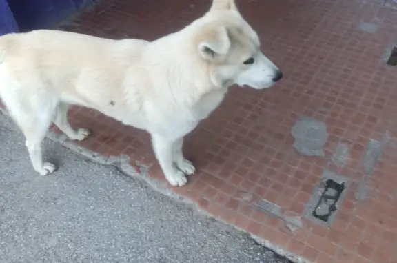 Найдена собака на ул. Кочетова 29