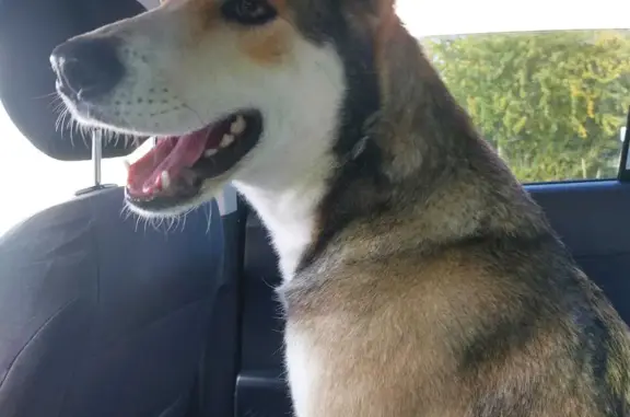 Собака с ошейником найдена в Московской области