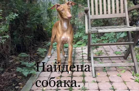 Собака найдена: Парголовский переулок, 8, СПб