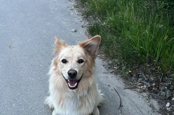 Пропала собака Кабель, золотистый, видели в районе Кузнечики