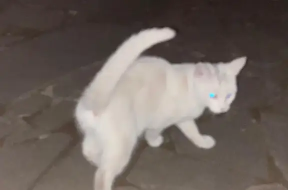 Найдена белая кошка, 9 мес., Белгородская обл.