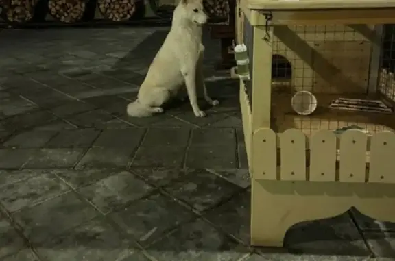 Собака на Кремлёвской набережной