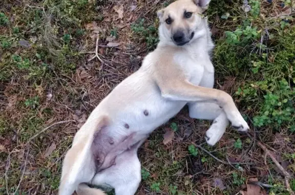 Найдена собака: бежевая сука, 41К-092, Красносельское