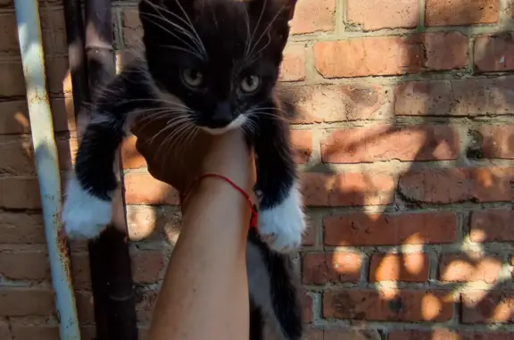 Найдена кошка на ул. Грисенко, 22, Ростов-на-Дону