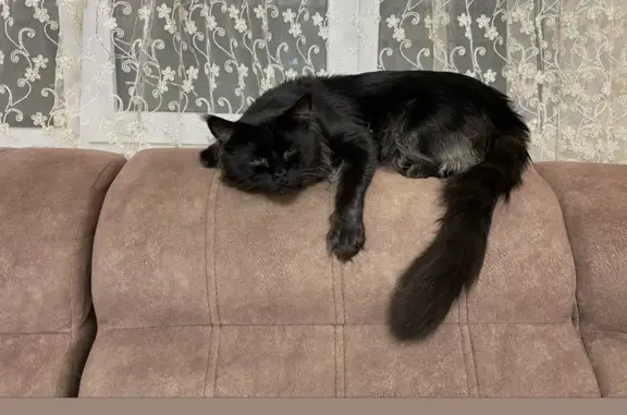 Пропала кошка Черный кот породы мейнкун на Пушкинской улице, 81, Черкесск