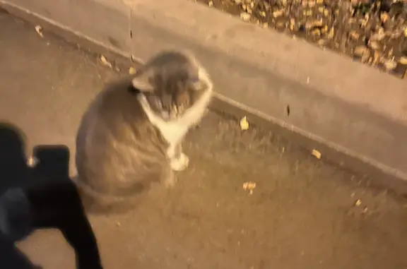 Найдена кошка на ул. Ляпидевского, 4, Москва