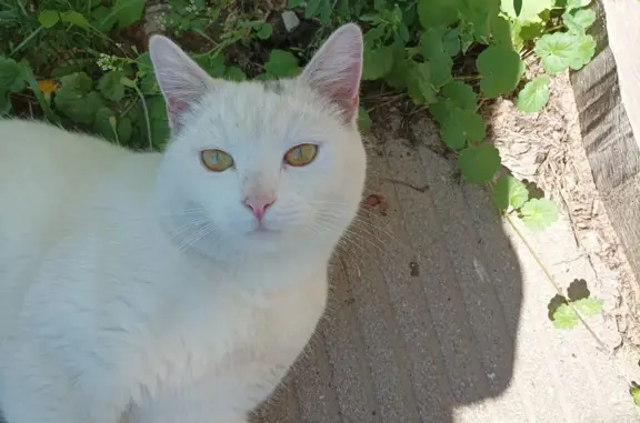 Пропала кошка белого окраса, ул. Ленина, 39, Киржач