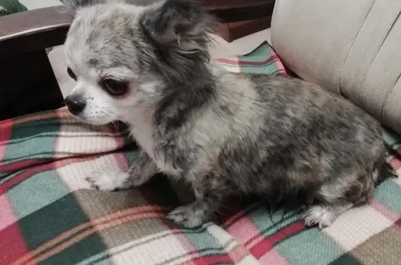 Найдена собака, Санкт-Петербург, фото: Собака Чихауа, серый окрас, ул. Байконурская, 14, СПб