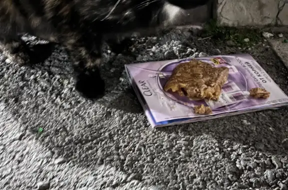 Найдена кошка в Тюмени, Станционная ул.