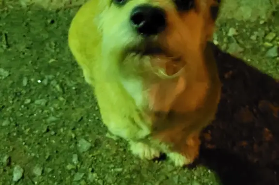 Собака найдена на Искровском проспекте 9, СПб