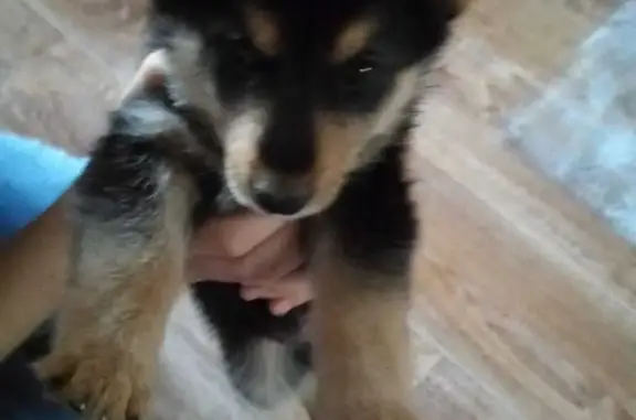 Пропала собака: Маленький щенок, ул. Гафиатуллина, 21, Альметьевск