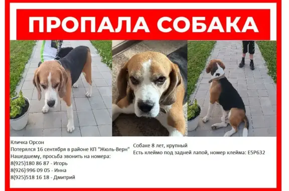 Пропала собака Бигль, Заречная ул., Ивантеевка