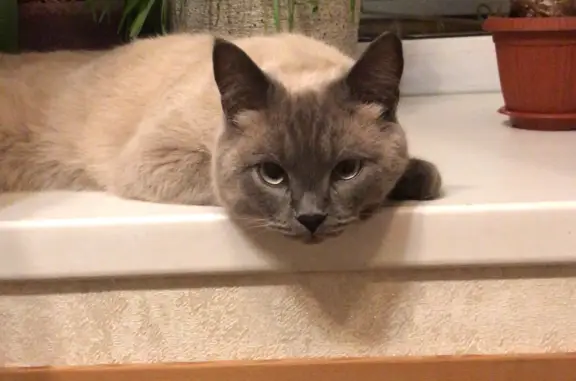 Кошки потеряшки, Казань, фото: Потеряшка кошка Миша, 2 года, сиамский, светло молочный окрас, ул. Космонавтов, 24, Казань