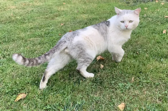 Пропал белый котик в деревне Якунино, Московская область