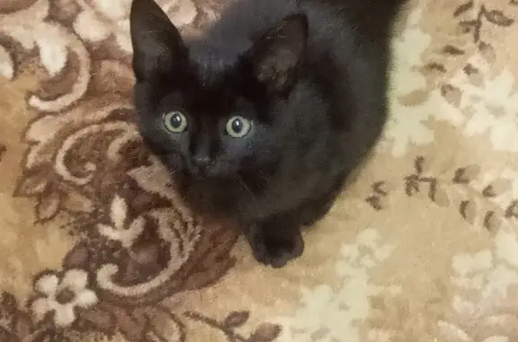 Найдена кошка Котик, черный, адрес: Касимовское шоссе, 57, Рязань