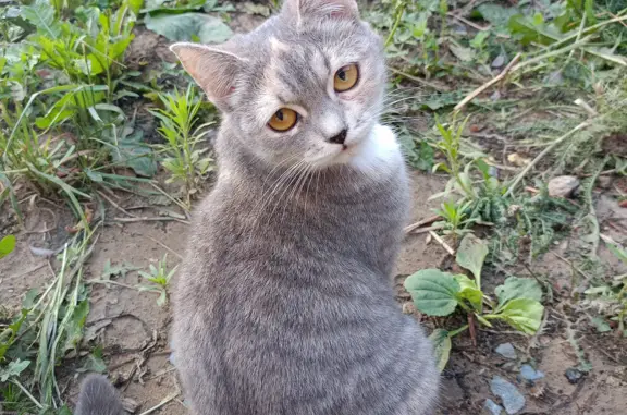 Кошки потеряшки, Новосибирск, фото: Потеряшка кошка с остановки Путепровод, Новосибирск