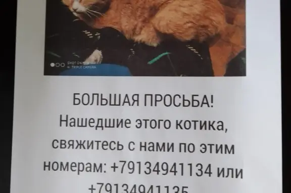 Пропал рыжий котик в Норильске, Красноярский край