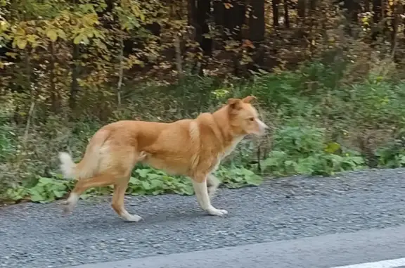 Пропала собака Умка, рыжий окрас, без ошейника. Первоуральск, Свердловская область