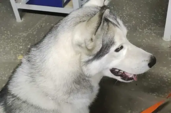 Собака Кобель найдена на ул. Фронтовых бригад, 22, Екатеринбург