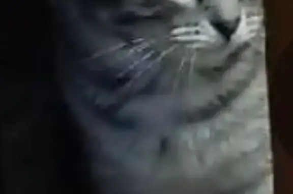 Потерянные животные Ишим, фото: Пропала кошка Кошечка, дымчато серый окрас, адрес: Слесарная ул., 16, Ишим