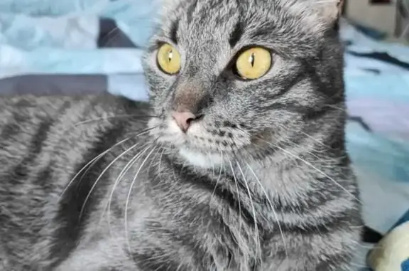 Потерянные животные Санкт-Петербург, фото: Пропал кот Шума на ул. Учительская 5/1, СПб