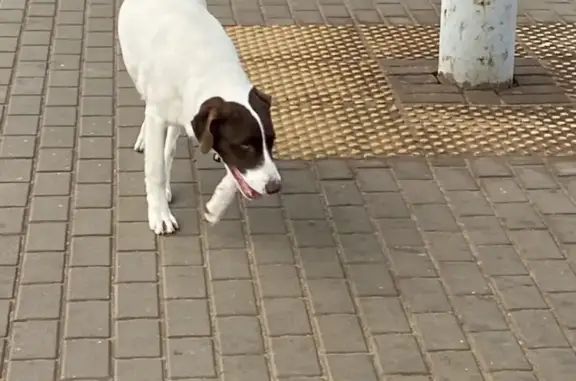 Собака на электричках в Мытищах: исхудавшая и без имени