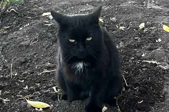 Найдена черная кошка с белым галстуком на Набережночелнинском проспекте