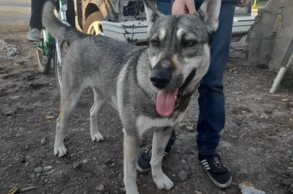Найдена собака из Каменска-Уральского, д. Брод