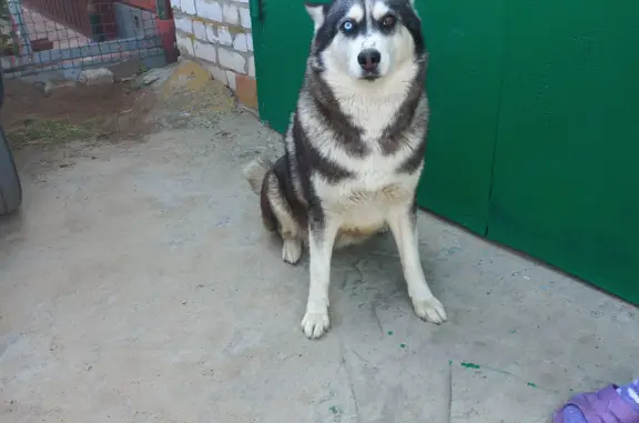 Собака Хаски найдена на ул. Ген. Доватора, Волгоград