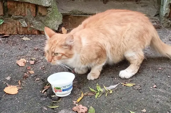 Найдена рыжая кошка с котятами на ул. Ушакова, 15А, Ярославль
