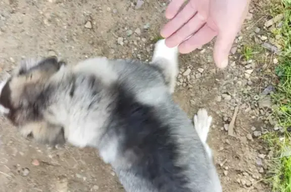 Найденные животные Московская область, фото: Найдена хаски, Молодой, серый, карие глаза. Адрес: Есино — Бабеево — Стёпаново, 11