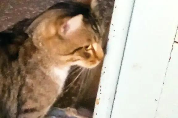 Найдена черно-коричневая кошка на Балаковской ул., 24, Самара
