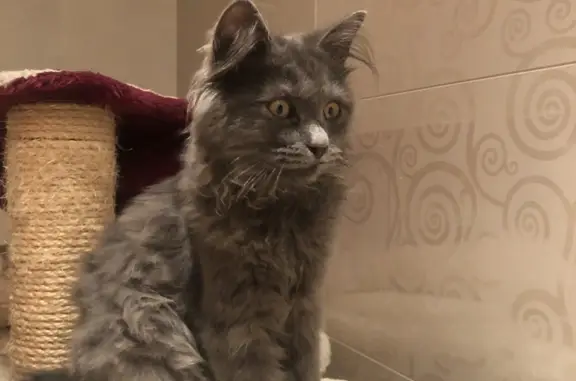 Кошка Котёнок, серого окраса, ул. Калинцева, Иваново