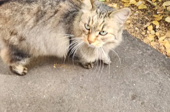 Найдена ухоженная кошка на ул. Войтовича, 6, Реутов