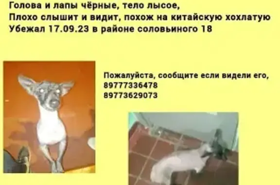 Пропала собака возле Соловьиного проезда 18, Ясенево, Москва